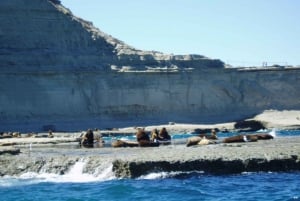 Puerto Madryn: Excursie naar Schiereiland Valdes Classic