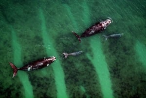 Puerto Madryn: Flygningar över Península Valdes. En unik upplevelse!