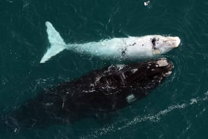 Puerto Madryn: Flyvninger over Península Valdes. En unik oplevelse!