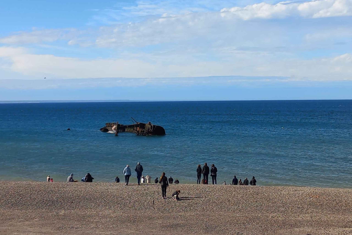 Puerto Madryn in 4 hours: City tour and southern circuit with picnic
