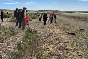 Puerto Madryn in 4 hours: City tour and southern circuit with picnic