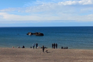 Puerto Madryn in 4 hours: City tour and southern circuit with picnic