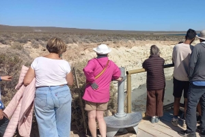 Puerto Madryn in 4 hours: City tour and southern circuit with picnic