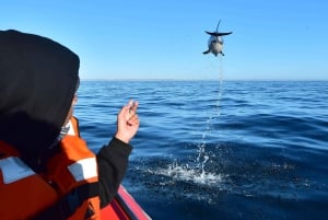 Puerto Madryn: safári náutico no Golfo Nuevo