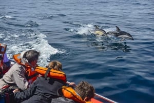 Puerto Madryn: safári náutico no Golfo Nuevo
