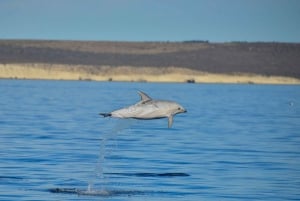 Puerto Madryn: safári náutico no Golfo Nuevo