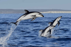 Puerto Madryn: safári náutico no Golfo Nuevo