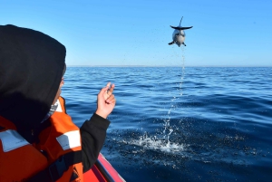 Puerto Madryn: safári náutico no Golfo Nuevo