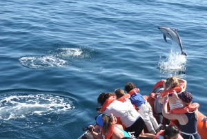 Puerto Madryn: safári náutico no Golfo Nuevo