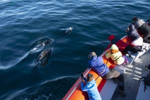 Puerto Madryn: safári náutico no Golfo Nuevo