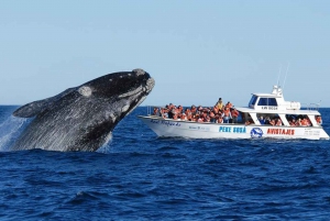 Puerto Madryn: Peninsula Valdés with Optional Whale Watching