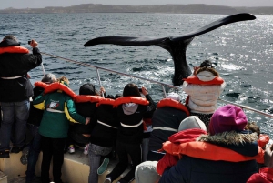 Puerto Madryn: Peninsula Valdés with Optional Whale Watching