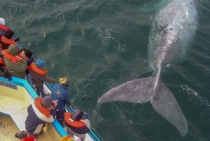 Puerto Madryn: Península Valdés com observação de baleias opcional