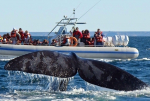 Puerto Madryn: Península Valdés com observação de baleias opcional