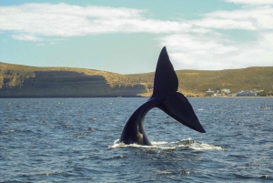 Puerto Madryn: Península Valdes z opcjonalną obserwacją wielorybów