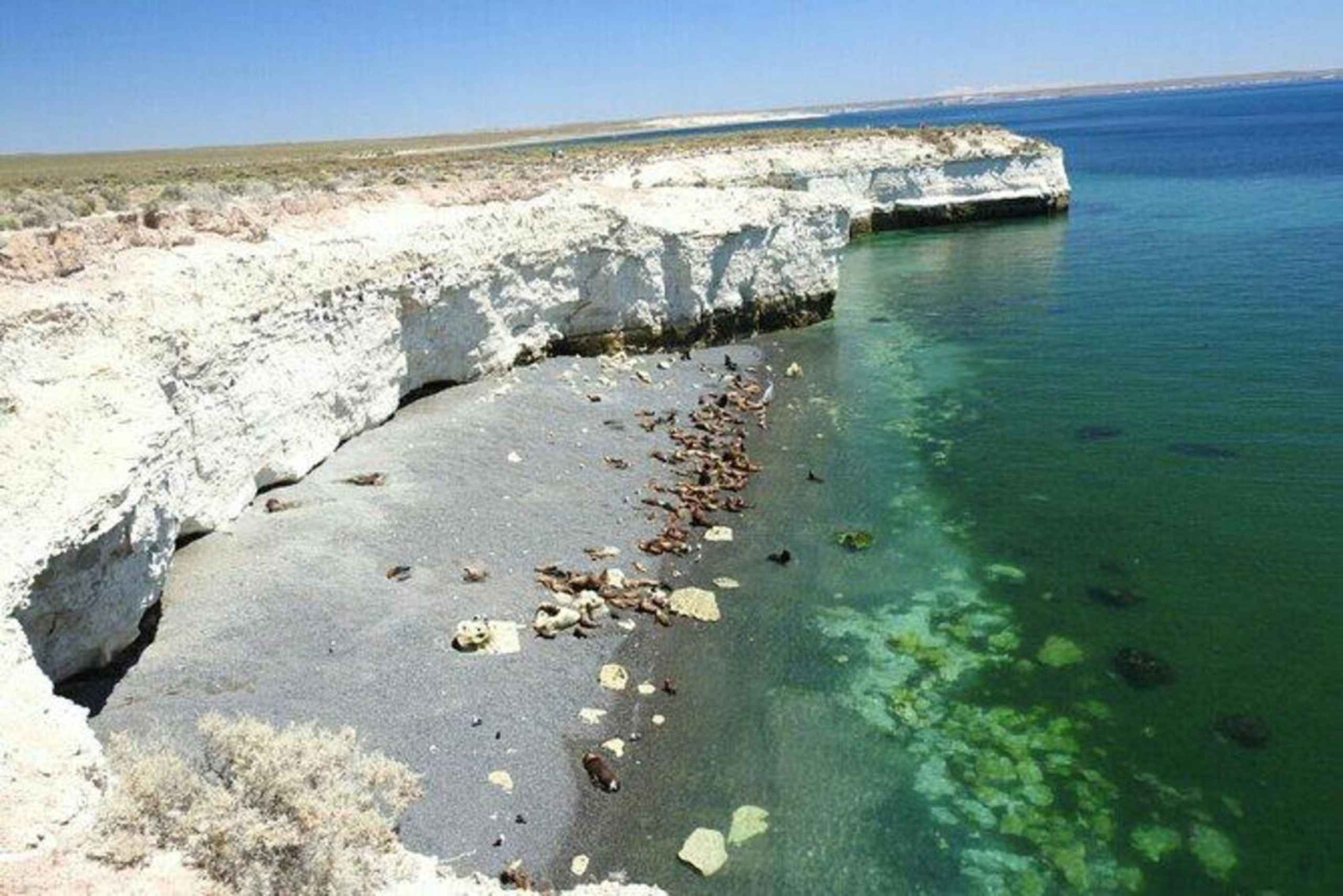 Puerto Madryn: Punta Loma and City Tour with Pickup