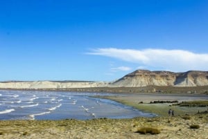 Puerto Madryn: Punta Loma and City Tour with Pickup