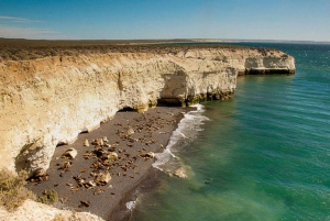 Puerto Madryn: Punta Loma and City Tour with Pickup