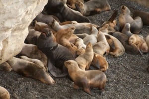 Puerto Madryn: Punta Loma and City Tour with Pickup