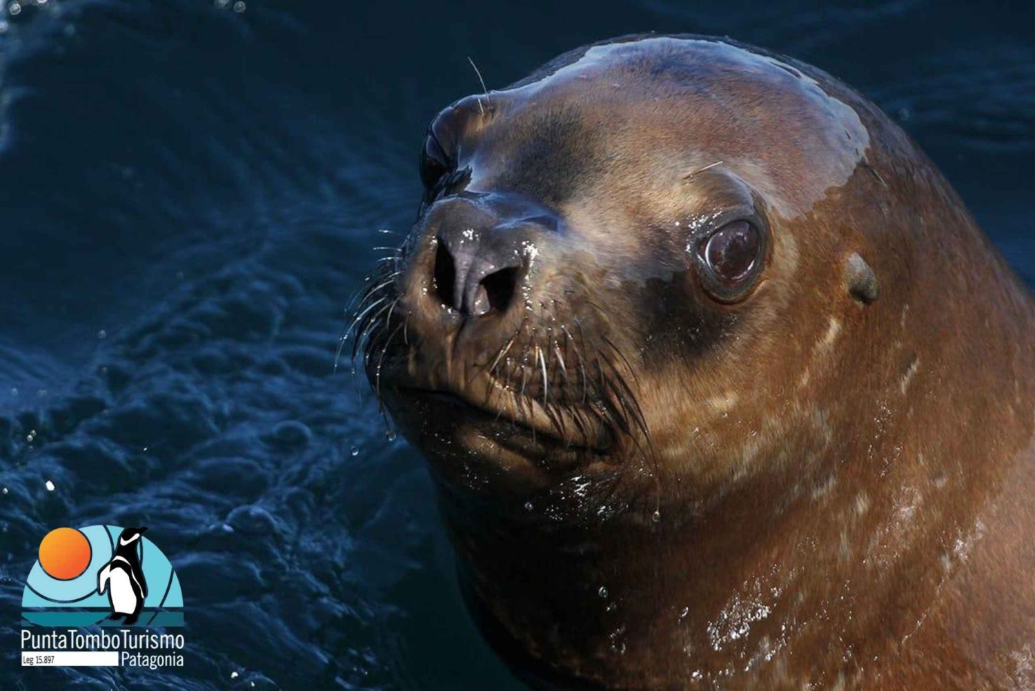 Puerto Madryn: Punta Loma i wycieczka po mieście dla pasażerów rejsów wycieczkowych