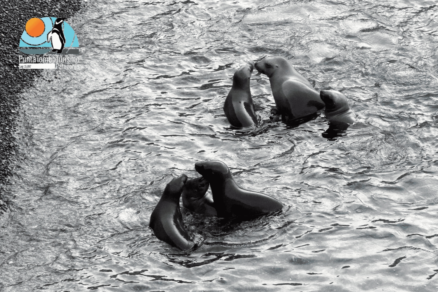 Puerto Madryn: Punta Loma i wycieczka po mieście dla pasażerów rejsów wycieczkowych