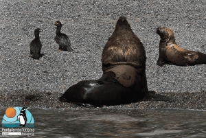 Puerto Madryn: Punta Loma i wycieczka po mieście dla pasażerów rejsów wycieczkowych
