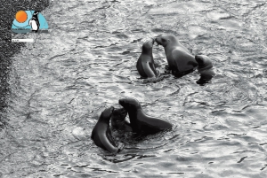 Puerto Madryn: Punta Loma i wycieczka po mieście dla pasażerów rejsów wycieczkowych