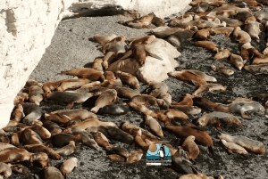 Puerto Madryn: Punta Loma i wycieczka po mieście dla pasażerów rejsów wycieczkowych