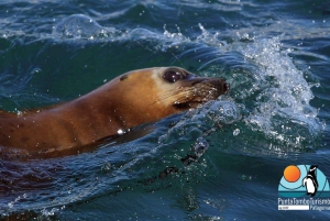 Puerto Madryn: Punta Loma i wycieczka po mieście dla pasażerów rejsów wycieczkowych