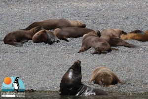 Puerto Madryn: Punta Loma i wycieczka po mieście dla pasażerów rejsów wycieczkowych