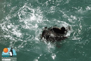 Puerto Madryn: Punta Loma i wycieczka po mieście dla pasażerów rejsów wycieczkowych