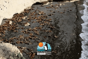 Puerto Madryn: Punta Loma i wycieczka po mieście dla pasażerów rejsów wycieczkowych