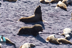 Puerto Madryn: Punta Loma i wycieczka po mieście dla pasażerów rejsów wycieczkowych