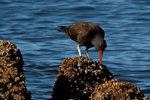 Puerto Madryn: Punta Loma i wycieczka po mieście dla pasażerów rejsów wycieczkowych