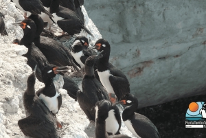 Puerto Madryn: Punta Loma i wycieczka po mieście dla pasażerów rejsów wycieczkowych