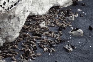 Puerto Madryn: Punta Loma i wycieczka po mieście dla pasażerów rejsów wycieczkowych