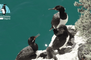 Puerto Madryn: Punta Loma i wycieczka po mieście dla pasażerów rejsów wycieczkowych
