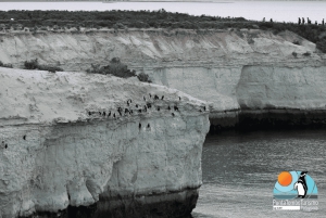Puerto Madryn: Punta Loma i wycieczka po mieście dla pasażerów rejsów wycieczkowych