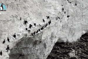 Puerto Madryn: Punta Loma i wycieczka po mieście dla pasażerów rejsów wycieczkowych