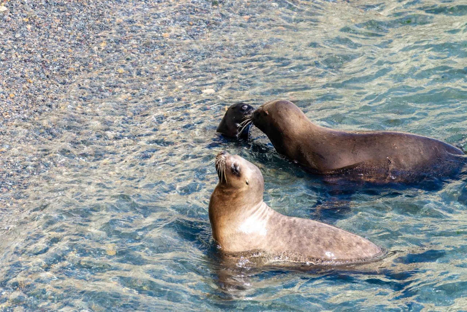 Puerto Madryn: Excursión a Punta Loma