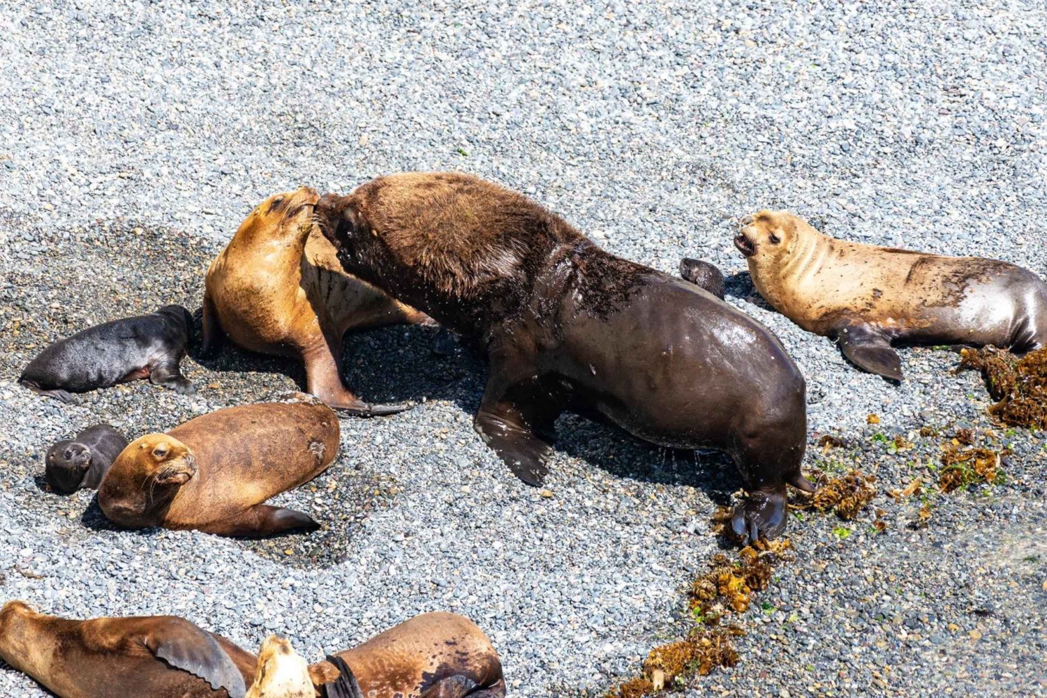 Puerto Madryn: Excursión a Punta Loma