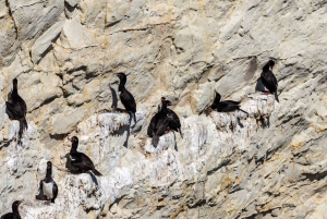 Puerto Madryn: Punta Loma Landutflykt