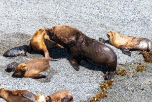 Puerto Madryn: Excursión a Punta Loma