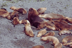 Wycieczka brzegowa do Puerto Madryn Punta Loma z degustacją piwa rzemieślniczego