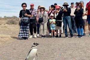Puerto Madryn: tour di Punta Tombo e del Museo Paleontologico