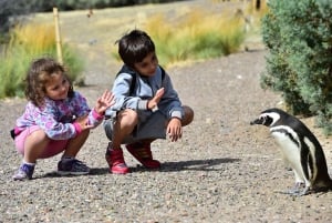 Puerto Madryn: tour di Punta Tombo e del Museo Paleontologico