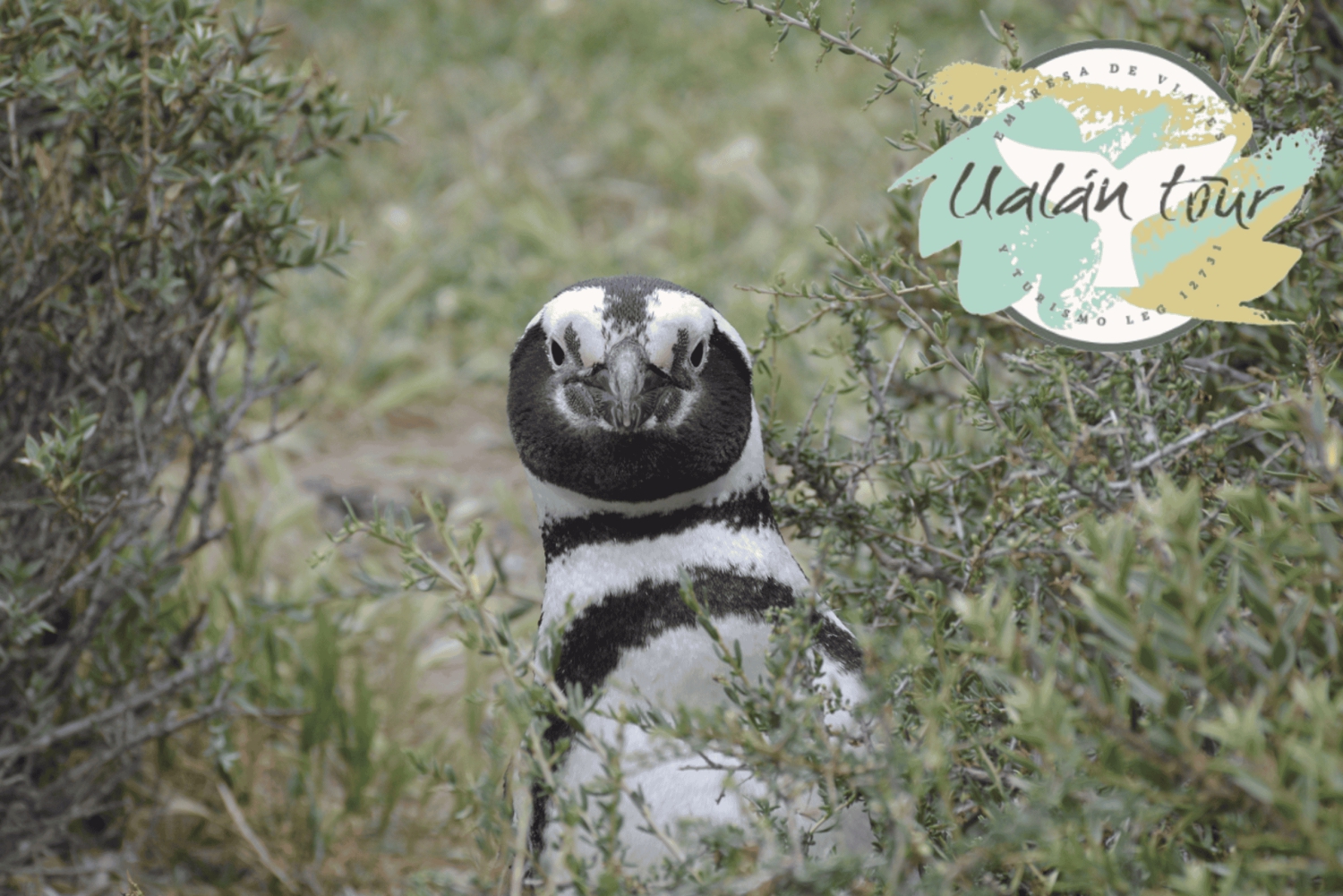 Puerto Madryn: Punta Tombo Landausflug für Kreuzfahrtgäste
