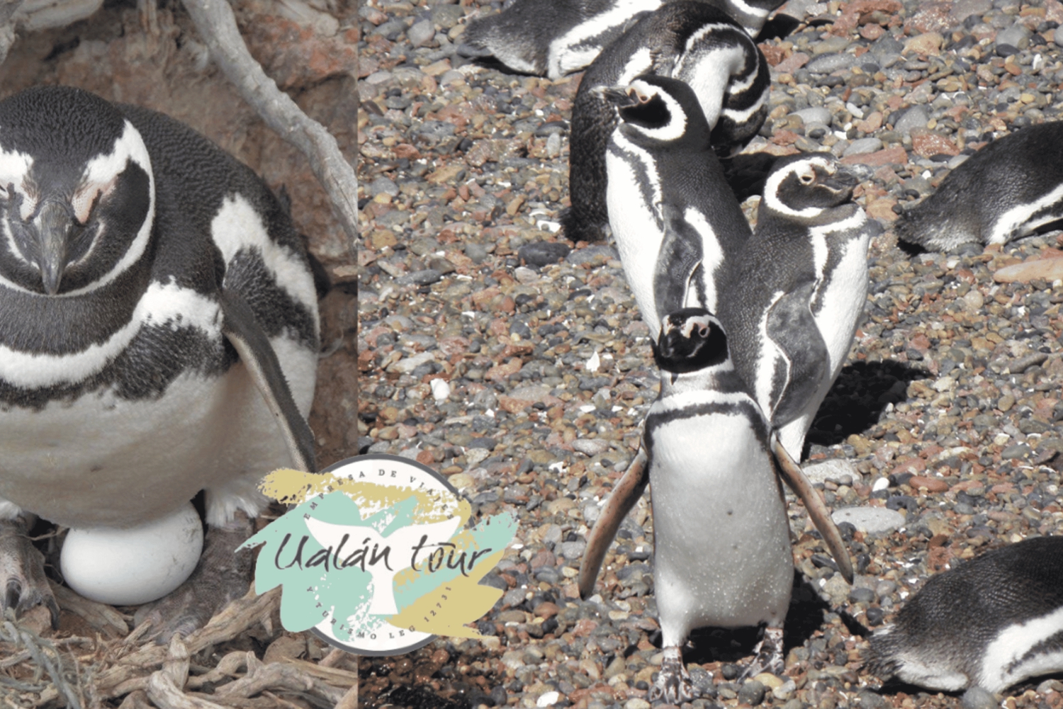 Puerto Madryn: Punta Tombo Landausflug für Kreuzfahrtgäste