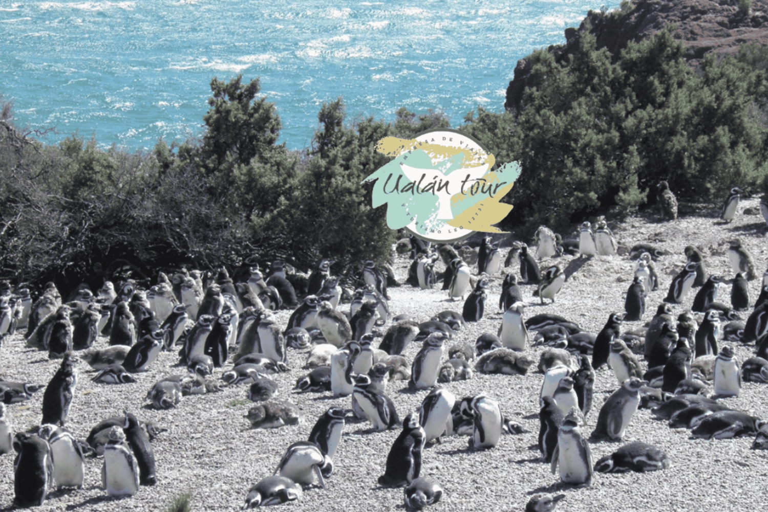 Puerto Madryn: Punta Tombo Landausflug für Kreuzfahrtgäste