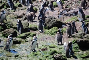 Puerto Madryn: Punta Tombo Shore Excursion for Cruise Guests